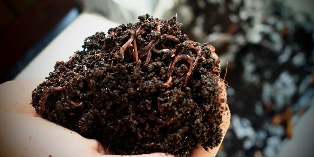 VermiCompost